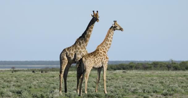 Két zsiráf bika (Giraffa camelopardalis) az Etosha Nemzeti Park síkságán, Namíbiában