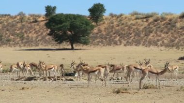 Güney Afrika 'daki Kalahari Çölü' nde bir su birikintisini ziyaret eden bir antilop sürüsüyle çöl manzarasının zaman aşımı.