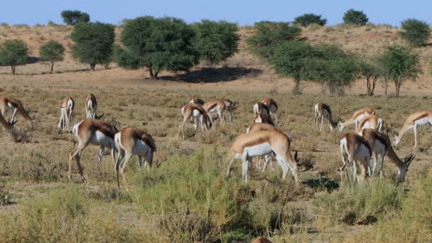 Flock Vårboks Antiloper Antidorcas Marsupialis Kalahari Öken Sydafrika — Stockvideo