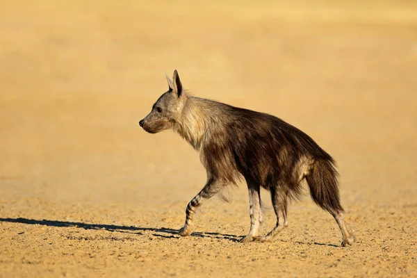 Alerta hiena marrom - deserto de Kalahari — Fotografia de Stock