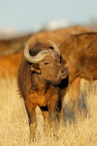 Afrikansk buffel i gräsmark — Stockfoto