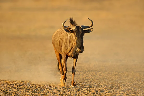 Blue wildebeest walking in dust — Stock Photo, Image