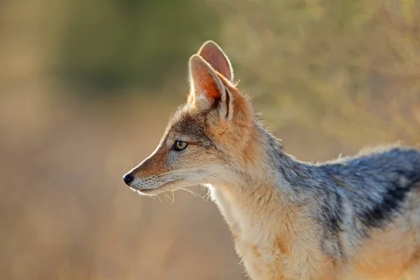 Black-backed jackal - Kalahari desert — Stock Photo, Image