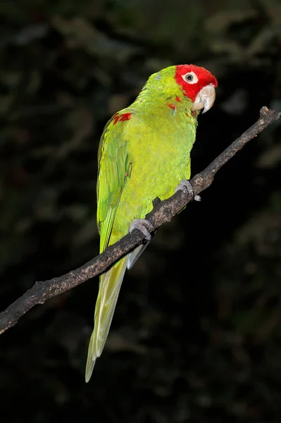 Vermelho-mascarado conure em um ramo — Fotografia de Stock