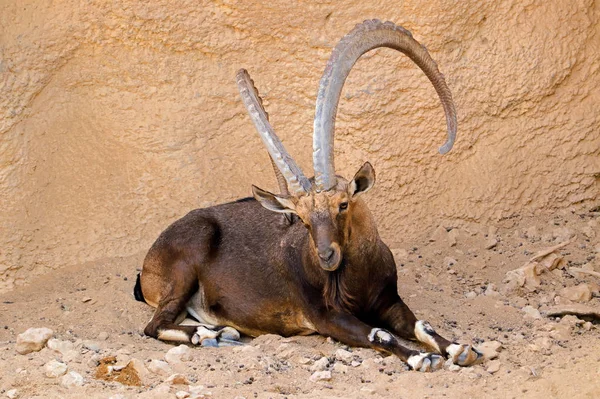 Grande maschio Nubian stambecco — Foto Stock