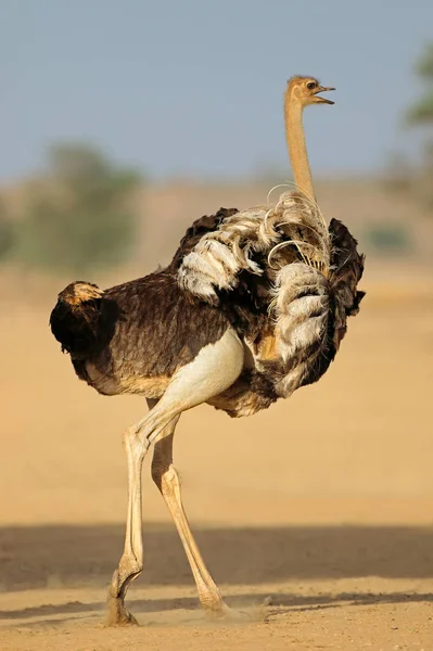 Mostrando avestruz hembra - desierto de Kalahari — Foto de Stock