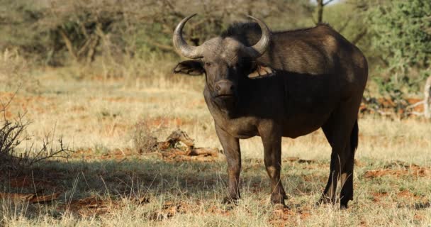Een Afrikaanse Buffalo Syncerus Caffer Natuurlijke Habitats Mokala National Park — Stockvideo