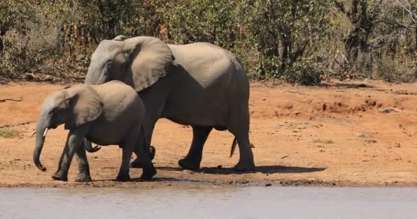 African Elephants Loxodonta Africana Waterhole Kruger National Park South Africa — Stock Video