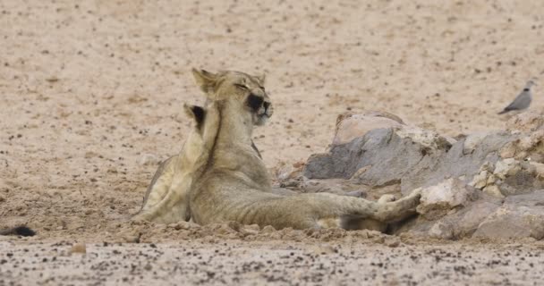 Twee Afrikaanse Leeuwen Panthera Leo Verzorgen Elkaar Vriendelijke Genegenheid Kalahari — Stockvideo