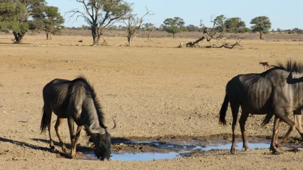 南非卡拉哈里沙漠 一只蓝色的羚羊在一个水坑里喝水 — 图库视频影像