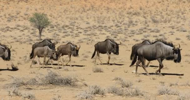 Ñus Azul Connochaetes Taurinus Caminando Fila Desierto Kalahari Sudáfrica — Vídeo de stock