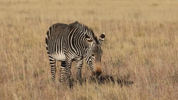 Zèbre Montagne Cap Equus Zebra Broutant Dans Les Prairies Ouvertes — Video