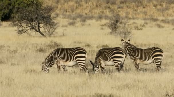 Cebras Montaña Del Cabo Equus Zebra Pastando Praderas Abiertas Parque — Vídeo de stock