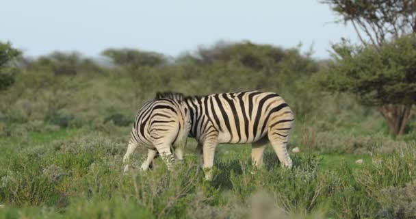 Två Slätter Zebra Hingstar Equus Burchelli Slåss Etosha National Park — Stockvideo