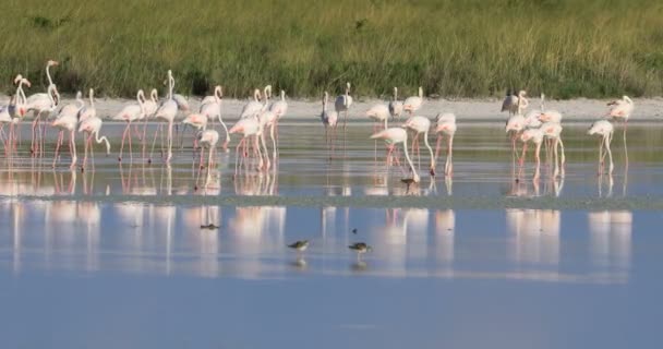 浅い水で採水する大フラミンゴ フェニコテルスバラ エトシャ国立公園 ナミビア — ストック動画