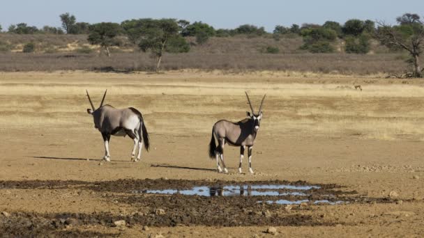 Gemsbok Antilopok Oryx Gazella Egy Víznyelőnél Kalahári Sivatag Dél Afrika — Stock videók