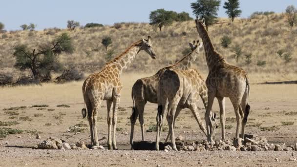 Giraffes Giraffa Camelopardalis 在南非卡拉哈里沙漠一个水坑喝水 — 图库视频影像