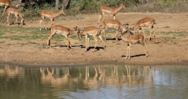 Impala antilopları (Aepyceros melampus) bir su birikintisinde, Mkuze oyun rezervi, Güney Afrika