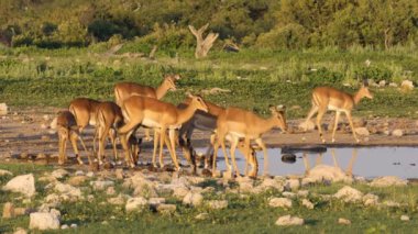 Impala antilop (Aepyceros melampus) bir ziyarette200 etkin Milli Parkı, Namibya