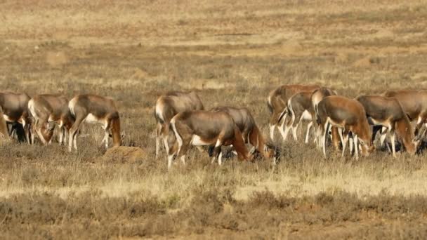 Herd Van Blesbok Antilopen Damaliscus Pygargus Grazen Grasland Zuid Afrika — Stockvideo