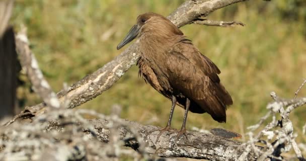 Hamerkop Bird Scopus Umbretta Preening Sudáfrica — Vídeos de Stock