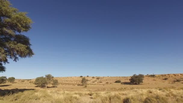 Kalahari Woestijn Landschap Met Grote Kameel Doorn Boom Kgalagadi Transfrontier — Stockvideo