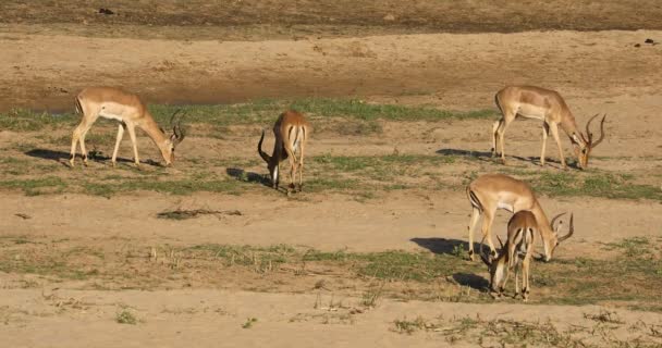 Antílopes Impala Machos Aepyceros Melampus Pastando Kruger National Park África — Vídeo de Stock