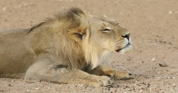 Mladý africký lev (Panthera leo) řvoucí, poušť Kalahari, Jihoafrická republika
