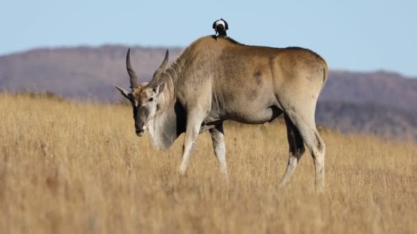 Antartico Maschio Tragelaphus Oryx Nelle Praterie Con Corvo Pied Accompagnatore — Video Stock