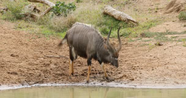 Antilope Maschio Nyala Tragelaphus Angasii Una Pozza Acqua Riserva Caccia — Video Stock