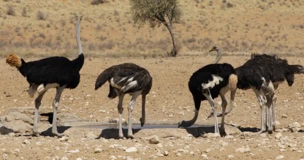 Группа Страусов Struthio Camelus Пьет Воду Водопое Пустыня Калахари Южная — стоковое видео