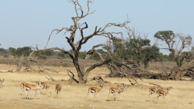 Antidorcas marsupialis (Antidorcas marsupialis) sürüsü Güney Afrika 'daki Kalahari Çölü' nde kuyrukta yürüyor.