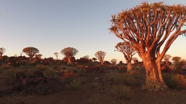 Τοπίο Άποψη Της Φαρέτρα Δέντρα Aloe Δίχωμα Στο Ηλιοβασίλεμα Ναμίμπια — Αρχείο Βίντεο