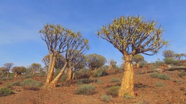 Panning Landscape View Quiver Trees Aloe Dichotoma Northern Cape África — Vídeo de Stock