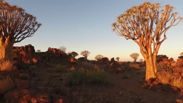 Widok Krajobrazu Drzew Kołczanu Dychotoma Aloesu Zachodzie Słońca Namibia Republika — Wideo stockowe