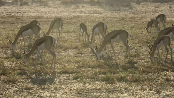 Herd Springbok Antelopes Antidorcas Marsupialis Βόσκηση Νωρίς Πρωί Έρημος Kalahari — Αρχείο Βίντεο