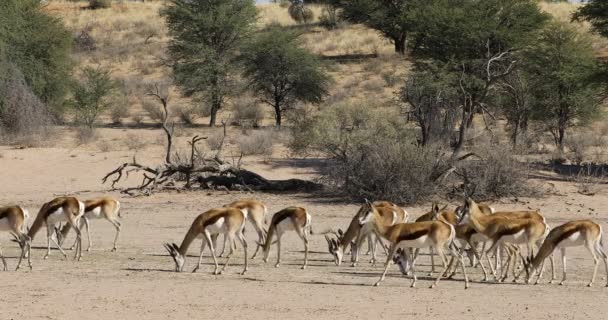 スプリングボック アンテロープ Antidorcas Marsupialis の群れカラハリ砂漠 南アフリカ — ストック動画