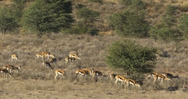 Stado Antylopy Springbok Antidorcas Marsupialis Pustynia Kalahari Republika Południowej Afryki — Wideo stockowe