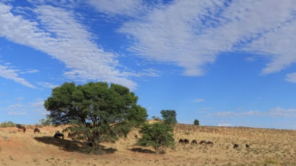 Tijdsverloop Van Een Woestijnlandschap Met Wolken Boven Rode Zandduinen Foeragerende — Stockvideo