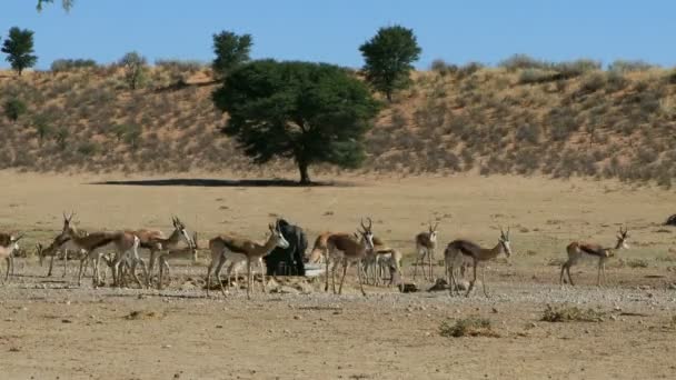 Time Lapse Antilopi Springbok Gnu Blu Che Visitano Una Pozza — Video Stock