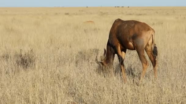 Tsessebe Antelope Damaliscus Lunatus Grazing Grassland Mokala National Park South — Stock Video