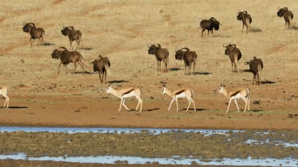 Μαύρα Αντιλόπες Wildebeest Και Springbok Ένα Νερόλακκο Εθνικό Πάρκο Mokala — Αρχείο Βίντεο