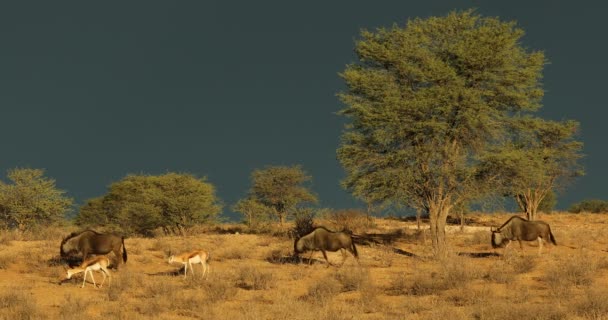 Wildebeest Springbok Contre Ciel Sombre Une Tempête Qui Approche Désert — Video