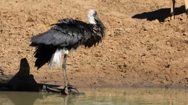 Woolly Necked Stork Ciconia Episcopus Preening Natural Habitat South Africa — Stock Video