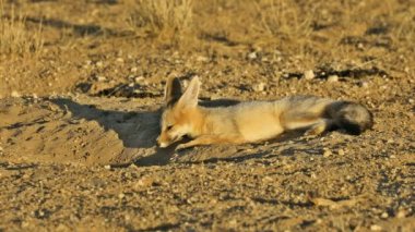 Bir Cape fox (Vulpes chama) mağaranın önünde dinleniyor, Kalahari Çölü, Güney Afrika