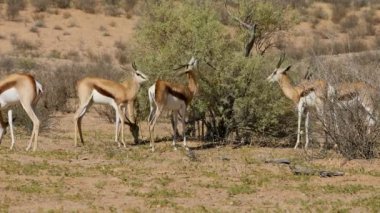 Springbok antilopları (Antidorcas marsupialis) Güney Afrika 'da Kalahari Çölü' ndeki bir ağaçta beslenirler.