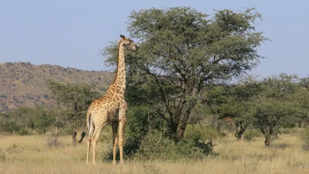 Une girafe (Giraffa camelopardalis) se nourrissant d'un arbre, Parc national de Mokala, Afrique du Sud 