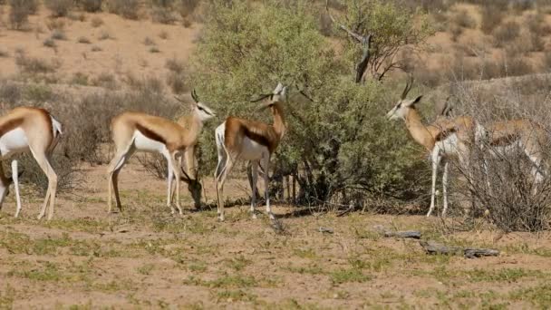 Springbockantilopen Antidorcas Marsupialis Fressen Sich Einem Baum Kalahari Wüste Südafrika — Stockvideo