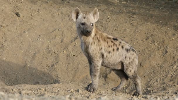 Doğal Yaşam Alanında Genç Benekli Sırtlan Crocuta Crocuta Kruger Ulusal — Stok video