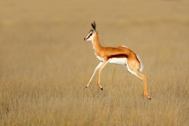 Jumping springbok antelope clipart